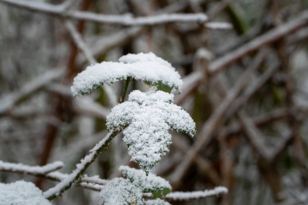 istock Snow on leaves and dry plan parts 1185173605