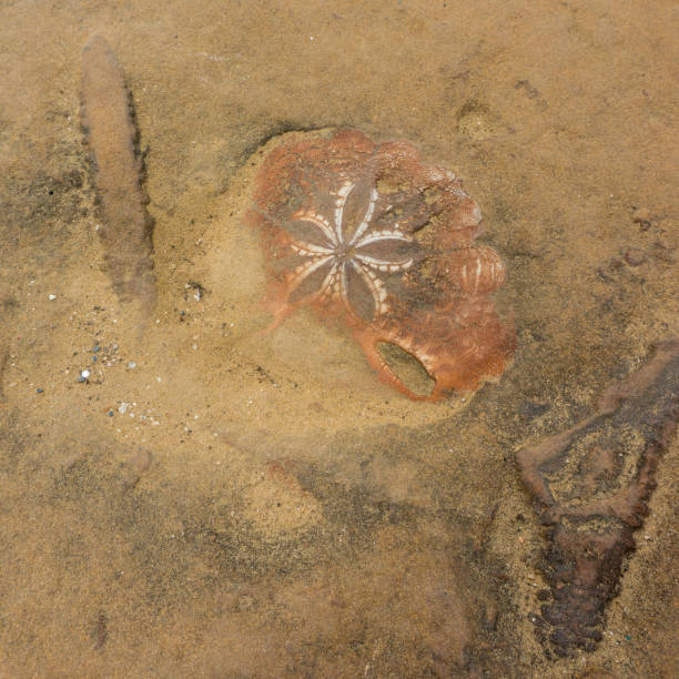 Close-Up of an ammonite fossil in orange sand stone