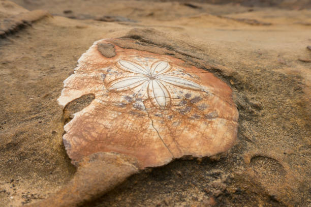 istock Ammonite fossil in orange sand stone 1185173843