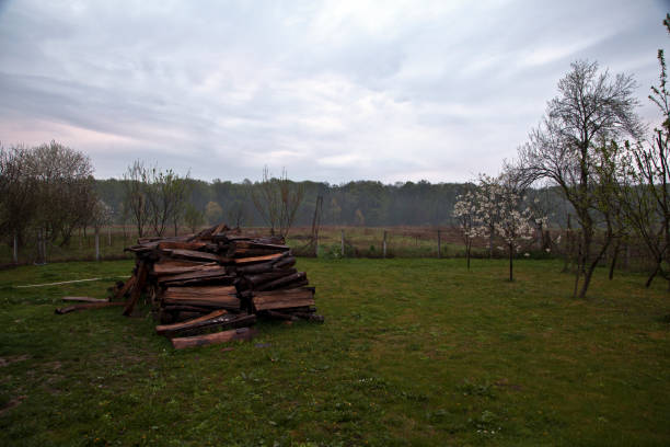 Firewood. photo of nature. morning light