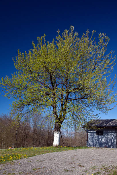 istock Tree in spring - Image. photo of nature. 1185178706