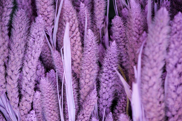 flor - color pastel - lavanda - fondo - púrpura - hd - fondo de pantalla hd de primavera fotografías e imágenes de stock