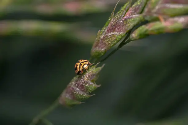 Yellow ladybug climbing up on a green plant with morning dew faraway shot