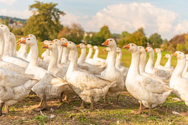 istock Many white fattening geese on a meadow 1185179966