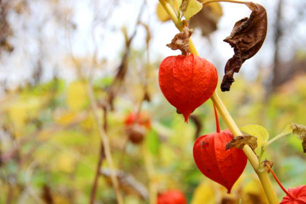 scatole arancioni-campane di fisico in una calda giornata autunnale. physalis alkekengi. lanterne cinesi fiore e frutta su gambo - branch dry defocused close up foto e immagini stock