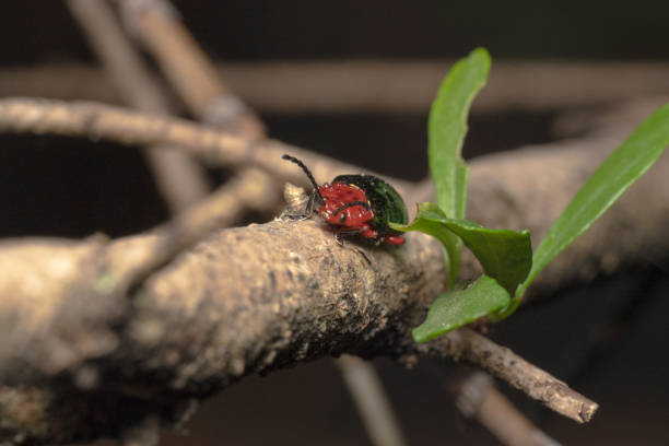 istock Willow flea beetle climbing up a stick with its antennas up 1185180329