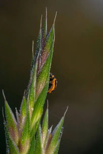 Ladybug climbing up on a green plant with early morning dew