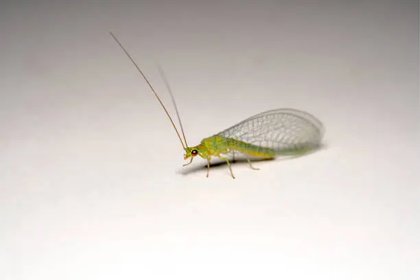 Green lacewing bug with big eyes sitting on a white platform with its antennas up