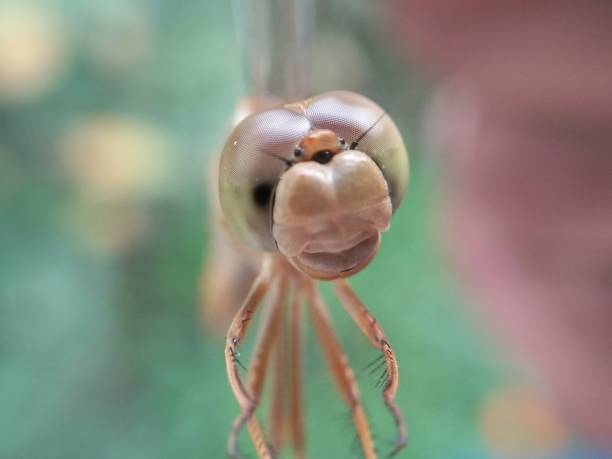 A picture of hornet