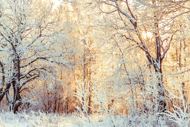 istock snowy winter landscape with forest and sun 1185183213
