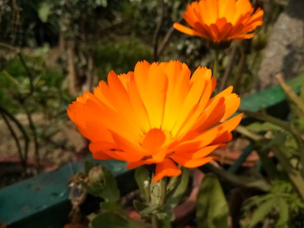 istock A picture of flowers 1185183378