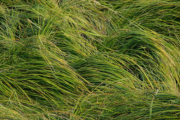 그린 걸리죠 잔디 - chlorophyll tranquil scene summer blade of grass 뉴스 사진 이미지