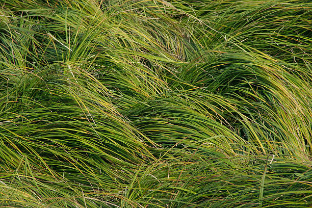 relva verde longo - long leaf grass blade of grass imagens e fotografias de stock