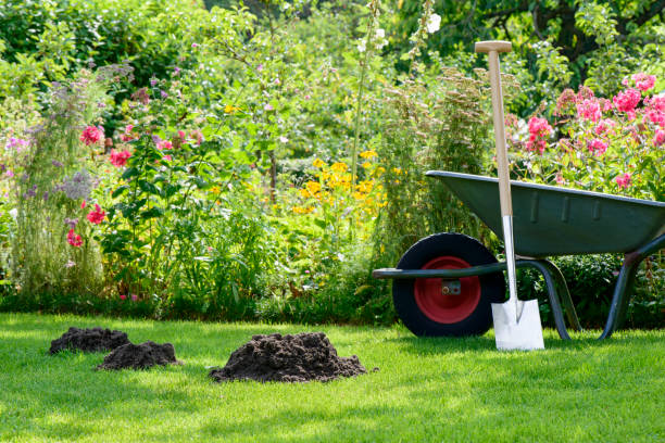 molehill molehill in the garden topsoil stock pictures, royalty-free photos & images