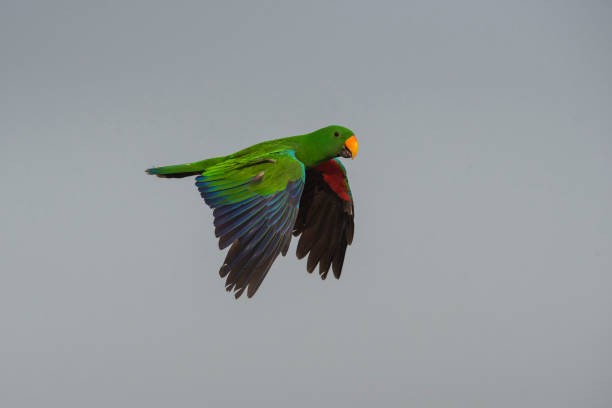 istock Male of eclectus parrot flying 1185186022