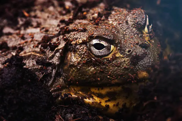 Photo of African bullfrog close up