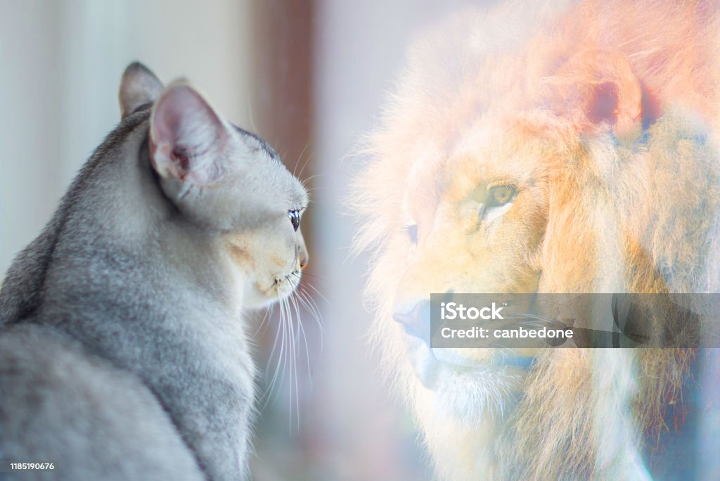 Cat looking at mirror and sees itself as a lion. Self esteem or desire concept. Change Stock Photo