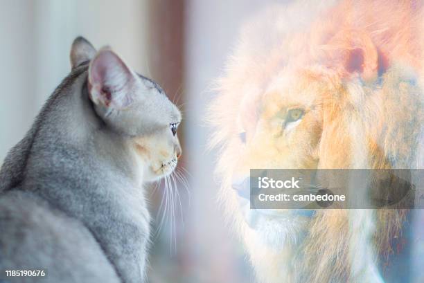 Cat Looking At Mirror And Sees Itself As A Lion Self Esteem Or Desire Concept Stock Photo - Download Image Now