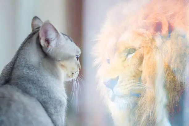 Photo of Cat looking at mirror and sees itself as a lion. Self esteem or desire concept.