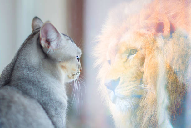 cat looking at mirror and sees itself as a lion. self esteem or desire concept. - undomesticated cat fotos imagens e fotografias de stock