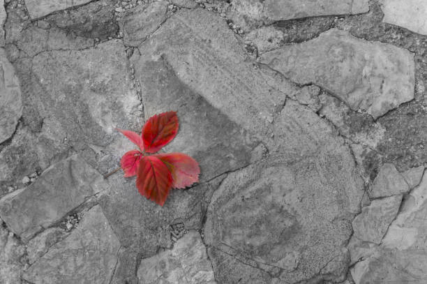 Red on black and white. Fallen red leaves on a broken pavement. Autumn background.