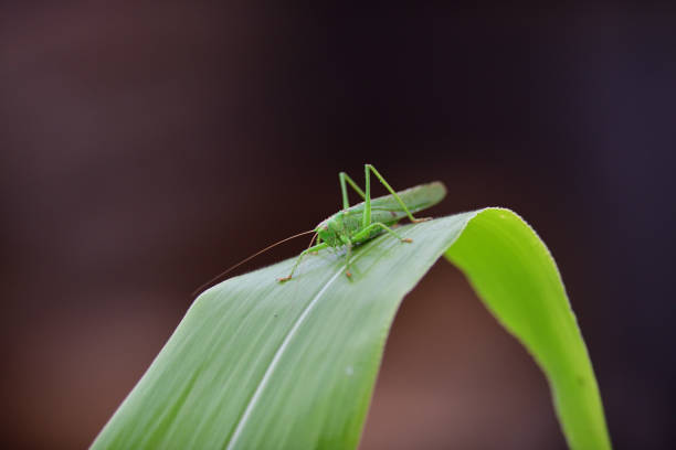 istock Great green bush-cricket  crawling on green leaf macro photo 1185193058