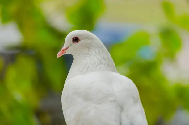 Photo of Beautiful white dove on a green blurred background.Soft focus, selected focus
