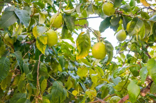 Ripening lemons on the branches of a tree. Harvest time is coming