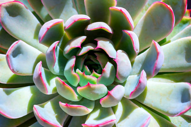 istock closeup  succulent colorful plant cactus. echeveria 1185194683