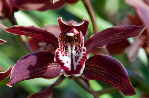 istock Orchid with dark petals in winter sunshine 1185194828