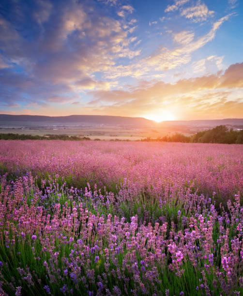 istock Meadow of lavender. 1185194939