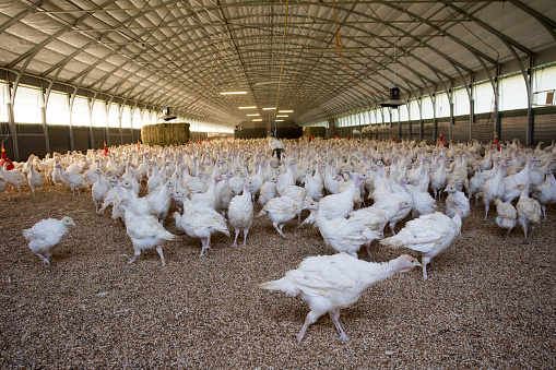 Domestic turkey in barn on poultry farm