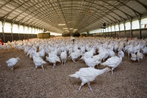 Photo of Turkey on poultry farm