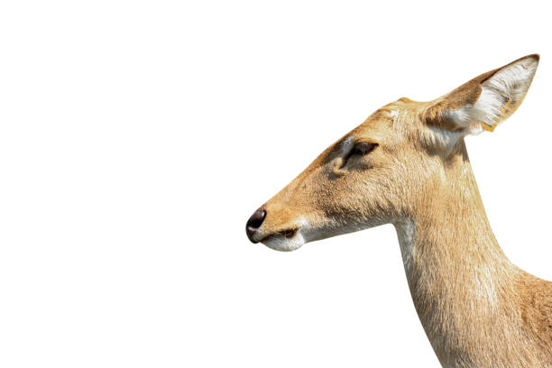 istock close-up of antelope isolated on a white background - clipping paths. 1185197304