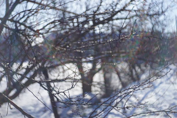 istock bare trees in row on a sunny winter day. 1185198010