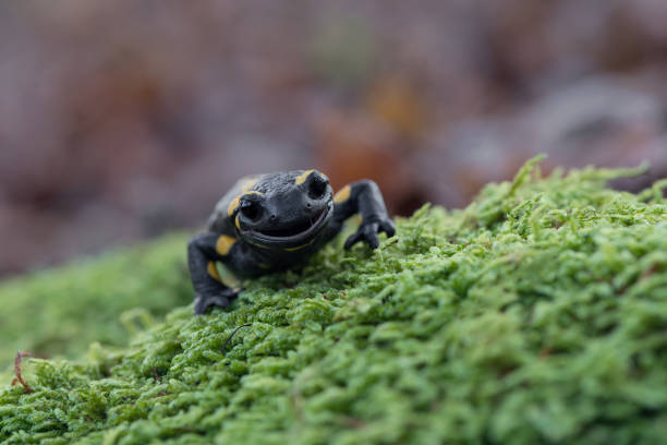istock Look at my teeth, the Fire salamander 1185199409