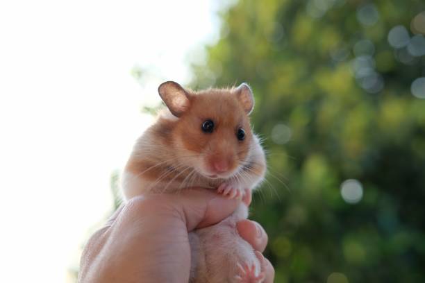 istock Close up hamster on bokeh background 1185200576