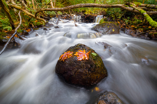 A flowing waterfall in autumn dress