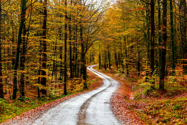 Road through autumn forest Small gravel road through autumn forest in Sweden single lane road photos stock pictures, royalty-free photos & images