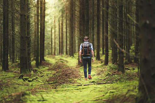 A man hiking through pine tree forests in Sweden.