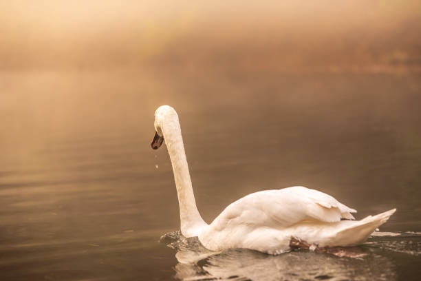 istock White swam swimming in the river 1185201470