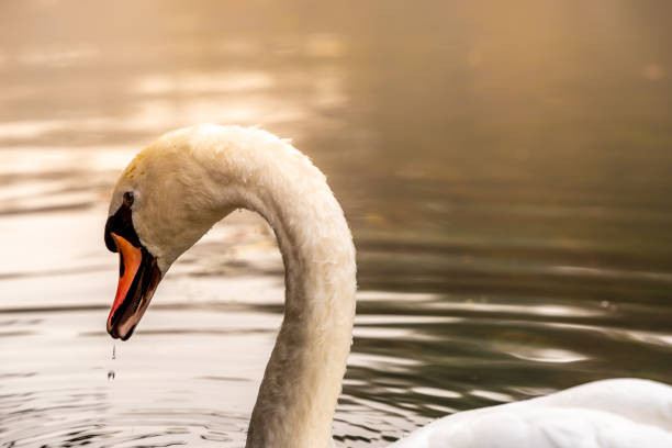 istock White wam swimming in the sunlight river 1185201494