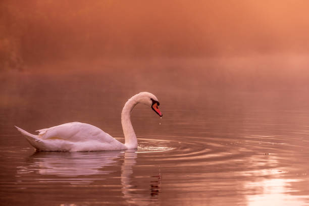 istock Swam swimming in the river 1185201505