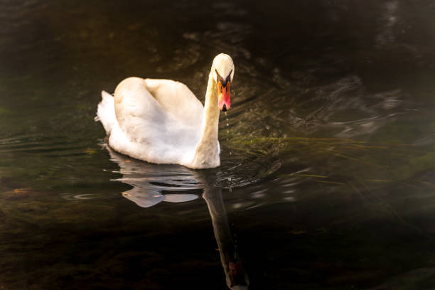 istock Swam swimming in the river and sun 1185201510