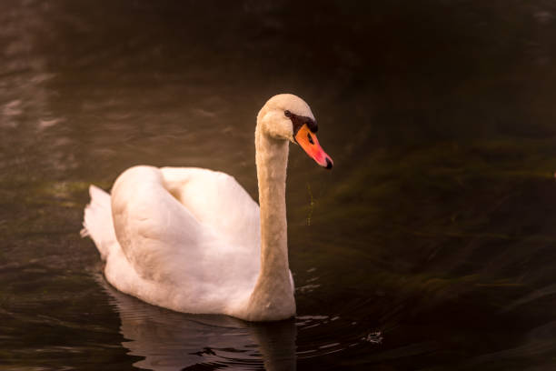 istock Swam swimming in the river 1185201515