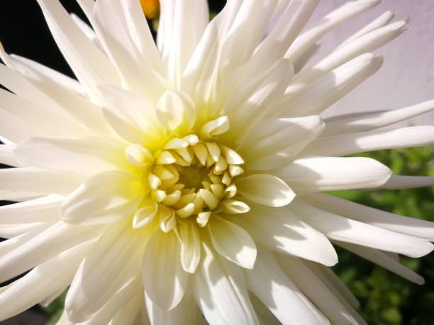 istock Autumn beginning in Austrias gardens 1185202316