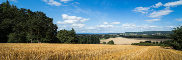 istock A yellow wheat field with a view onto a agricultural valley below. 1185202539