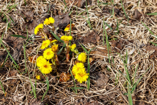 istock Coltsfoot flower (Tussilago farfara) on meadow 1185203810