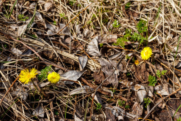 istock Coltsfoot flower (Tussilago farfara) on meadow 1185203815