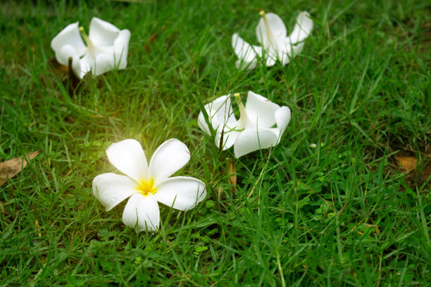 istock White plumeria flowers on a green grass 1185203923